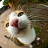 Profilbild von PazzFu