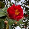 紅椿 profil fotoğrafı