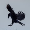 Profilbild von なっち🐦⬛🧹