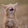 Profilbild von 🐱meow