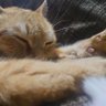 みそ汁 profil fotoğrafı