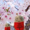 Фото профиля こっこ✨熊本がんばれ!命を守ろう🐰