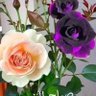 Фото профиля fariha awde