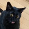 Profilbild von ムムさま