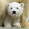 Laura Mortarini's profile picture