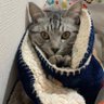 猫巻き 的头像