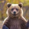 خرس ساواکی profil fotoğrafı