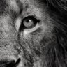 Profilbild von Aslan Baba