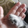 Фото профиля estrela 🐾