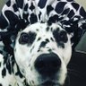 LoveSpottyDogs ็ๅคดๅ