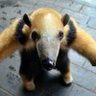 Paxlaba profil fotoğrafı