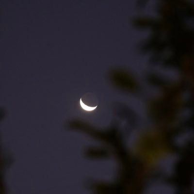 lalin_themoon's profile picture