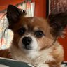 Chris 🐾🐾🐾🐾🐶 的头像