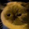 NekoNeko's profile picture