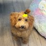 Lyric's profile picture