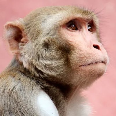 Kangcholi nih bos's profile picture