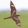 Night Hawk's profile picture