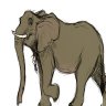 Is this your elephant's profile picture
