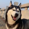 Profilbild von 再也当不了胖胖胖了