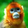 Profilbild von Golden Monkey