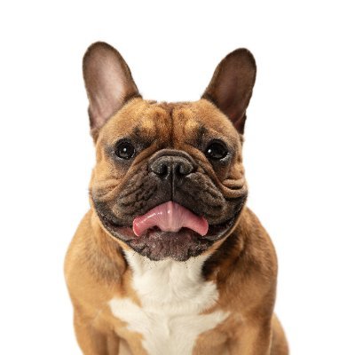 Frenchie Force's profile picture