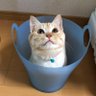 Profilbild von きび太