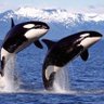 ORCA's profile picture