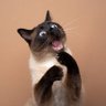 wahyu h profil fotoğrafı