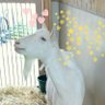 さち profil fotoğrafı