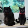 Фото профиля 山猫😼アイコン変更🎊草組4期生