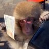 Monkey Posting 的头像