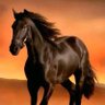 Shaher W's profile picture