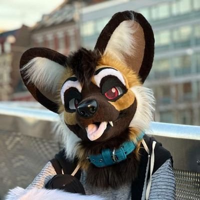 LucaTheWildDog ๐#NFC's profile picture