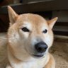 ハイシェラ profil fotoğrafı