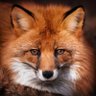 Thor_Menta's profile picture