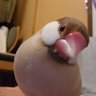 Profilbild von しなもん