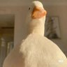 Profilbild von chishangjin