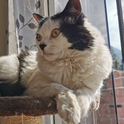 Inkspirate | Commissions OPEN's profile picture