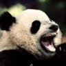 Cocaine Panda profil fotoğrafı