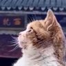 Profilbild von Joys fung