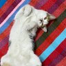 MRM❤️💛SAT profil fotoğrafı