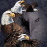 Usaeagle6's profile picture