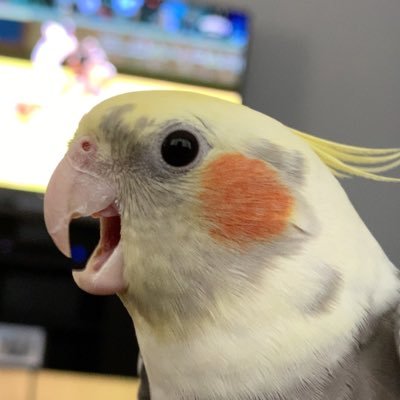 pastabird_'s profile picture