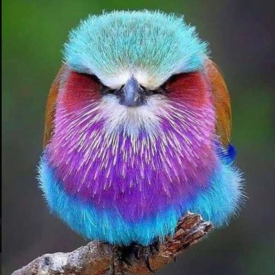 ポンポコリン's profile picture