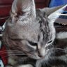 ネコ派な母🐾 的头像