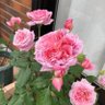 まみムー's profile picture