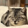 Profilbild von ピーちゃん🐈田舎で雑に暮らす乳がん4年生