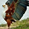 Фото профиля صحراوي الحاج