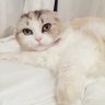 Profilbild von ぴこちゃん