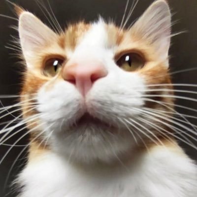 Minnoş Oğlan's profile picture